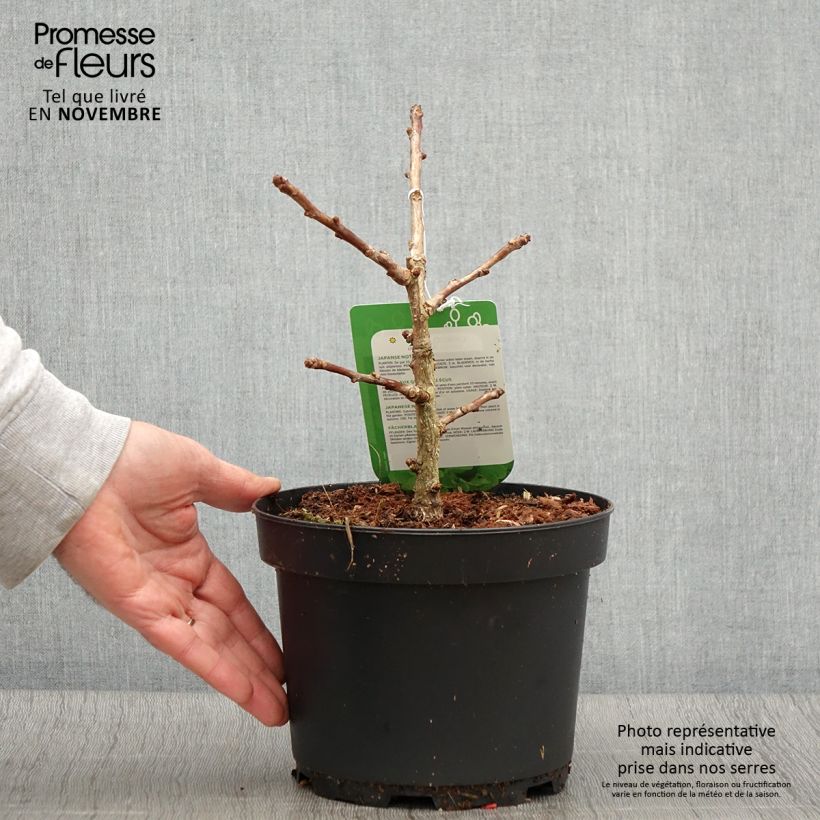 Spécimen de Ginkgo biloba Mariken - Arbre aux quarante écus nain Pot de 2L/3L, Buisson tel que livré en automne