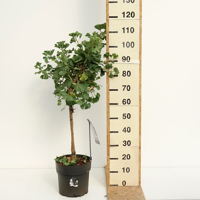 Spécimen de Ginkgo biloba Mariken - Arbre aux quarante écus nain Pot de 7,5L/10L, Tige, Tige de 40 cm tel que livré en été