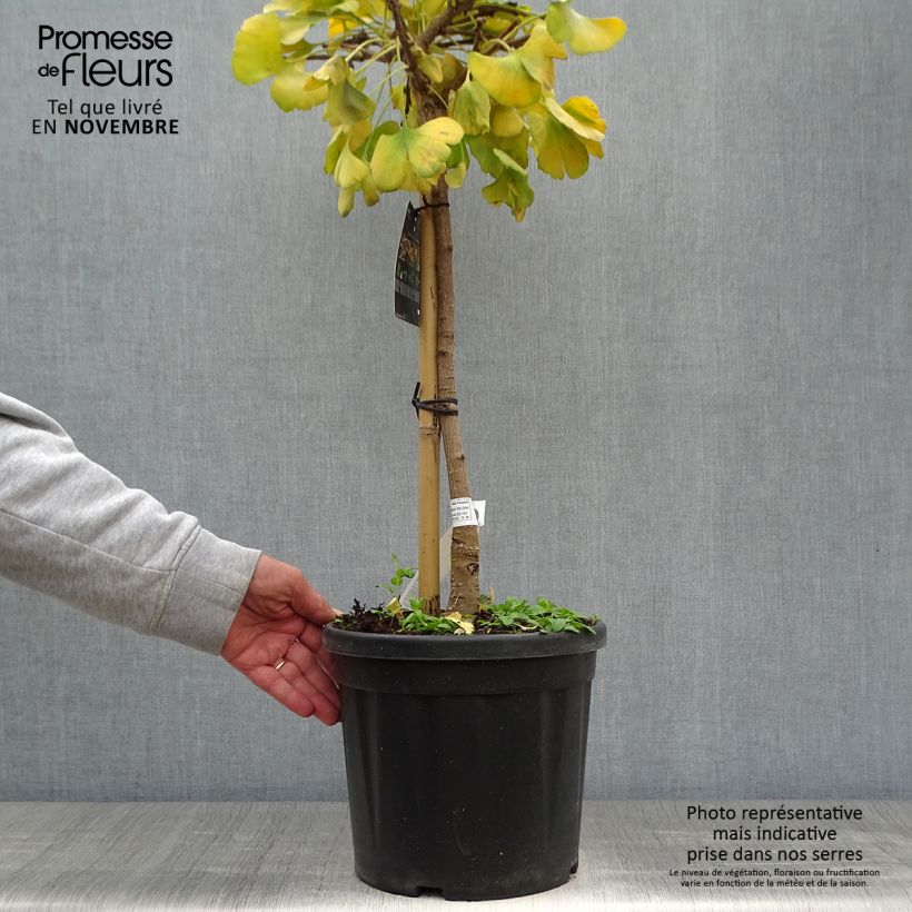 Spécimen de Ginkgo biloba Mariken - Arbre aux quarante écus nain Pot de 7,5L/10L, Tige, Tige de 40 cm tel que livré en automne
