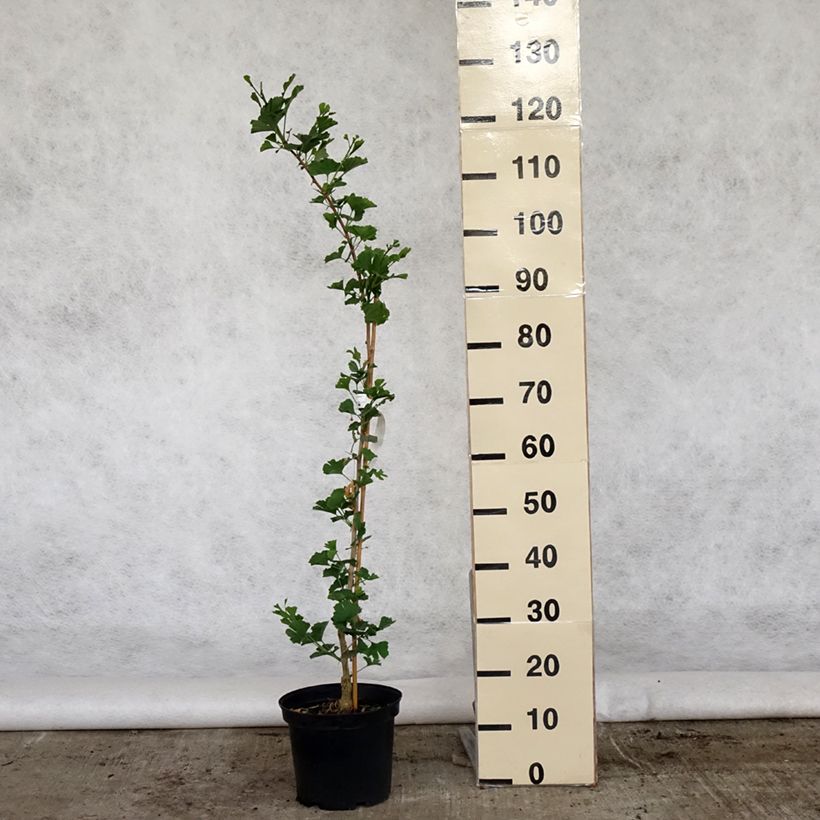 Spécimen de Ginkgo biloba Menhir - Arbre aux quarante écus  Pot de 4L/5L tel que livré au printemps