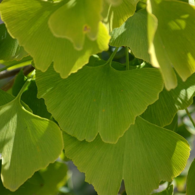 Ginkgo biloba - Arbre aux quarante écus (Foliage)
