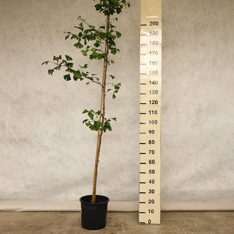Spécimen de Ginkgo biloba - Arbre aux quarante écus Pot de 6L/7L tel que livré en été