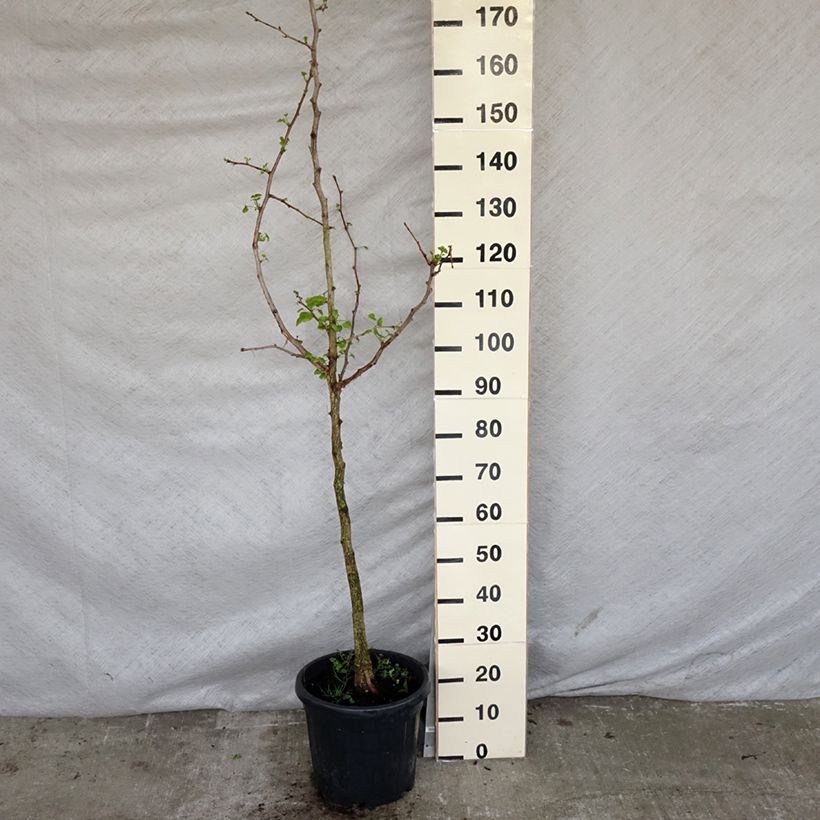 Example of Ginkgo biloba - Arbre aux quarante écus Pot de 7,5L/10L as you get in printemps