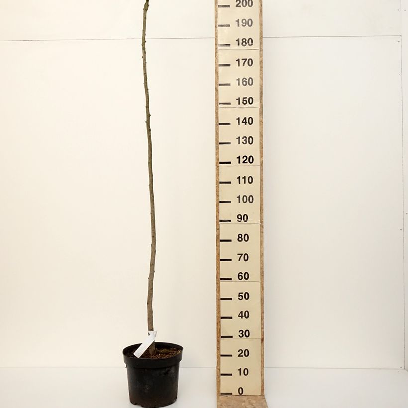Spécimen de Ginkgo biloba Pendula - Arbre aux quarante écus Pot de 12L/15L, Tige, sur tige tel que livré en hiver