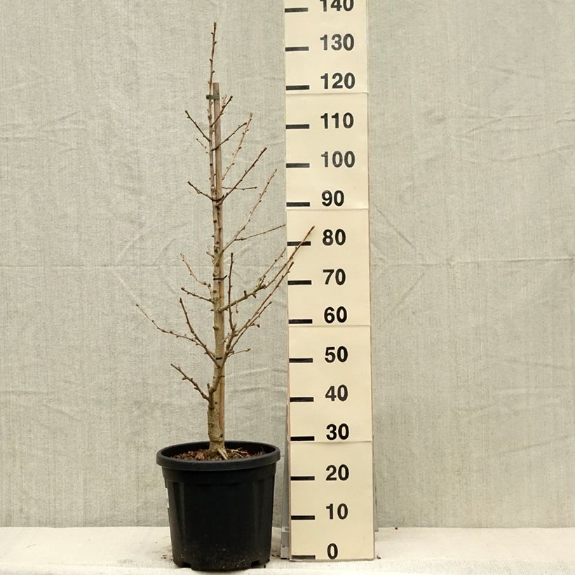 Example of Ginkgo biloba Simon - Arbre aux quarante écus Pot de 18L/20L as you get in printemps