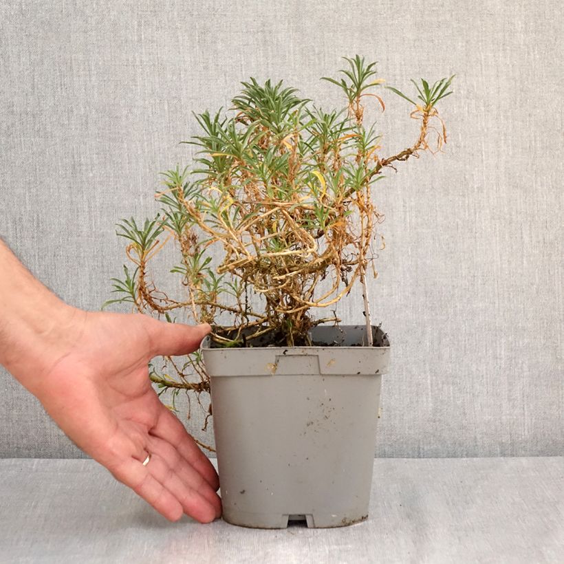 Spécimen de Giroflée - Erysimum Constant Cheer Pot de 2L/3L tel que livré en été