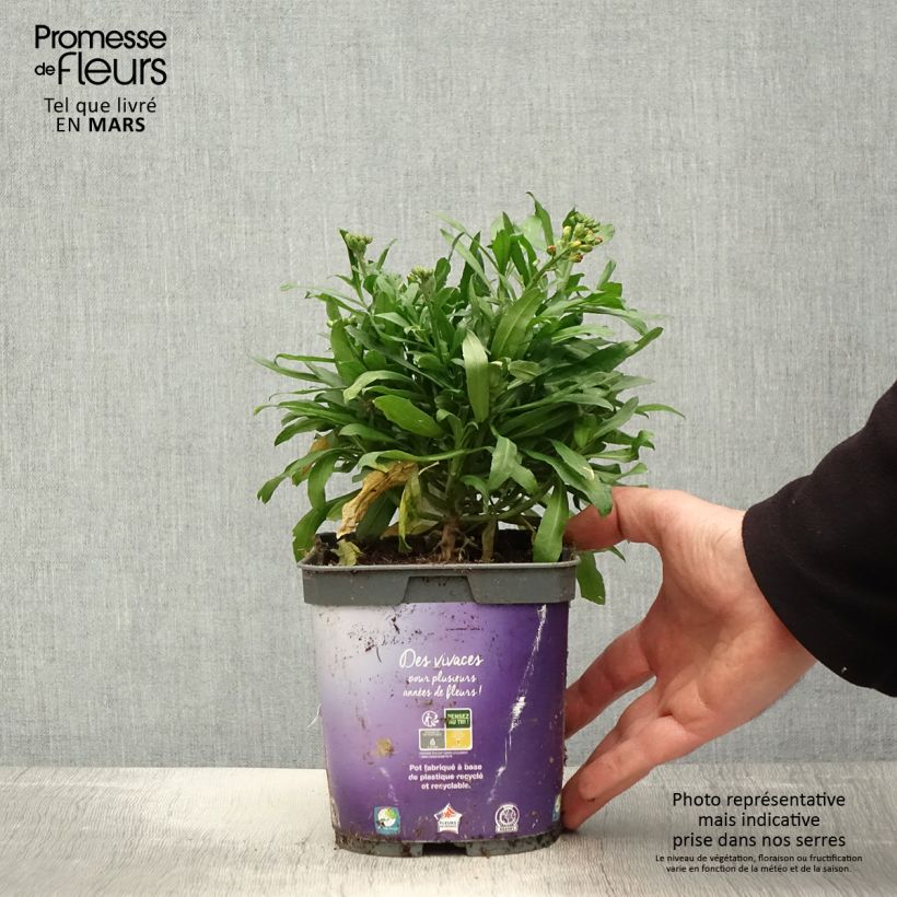 Example of Giroflée vivace - Erysimum cheiri Spice Island Pot de 2L/3L as you get in printemps