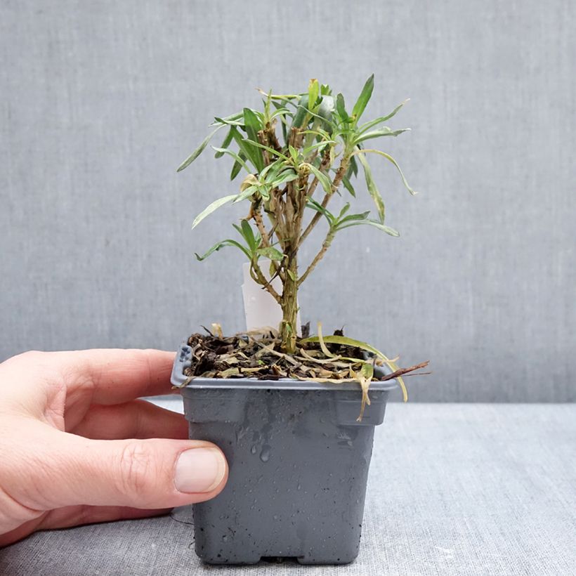 Example of Giroflée vivace - Erysimum Colour Vibe Orange Godet de 8/9 cm as you get in hiver