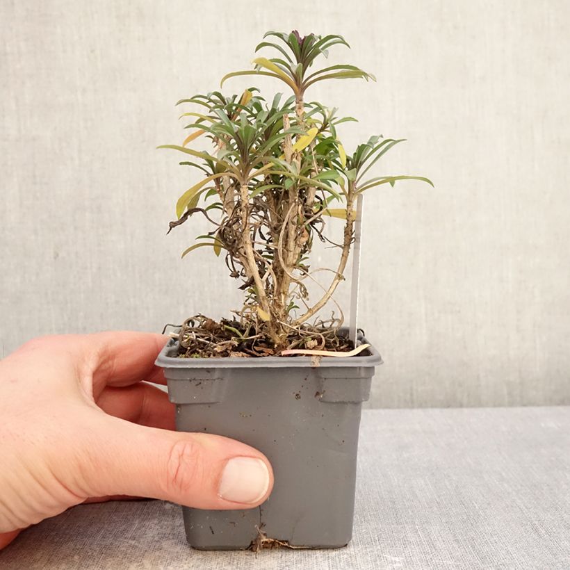 Example of Giroflée vivace - Erysimum Colour Vibe Red Godet de 8/9 cm as you get in hiver