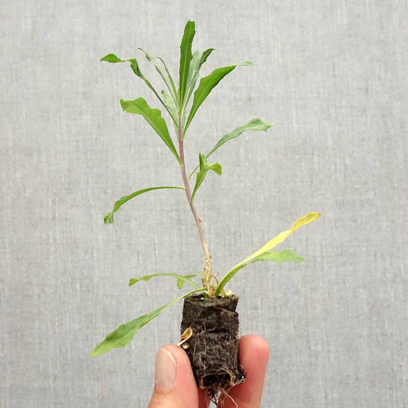 Spécimen de Giroflée vivace - Erysimum Poem Lilac Mini-motte Ø 3/4 cm tel que livré en automne