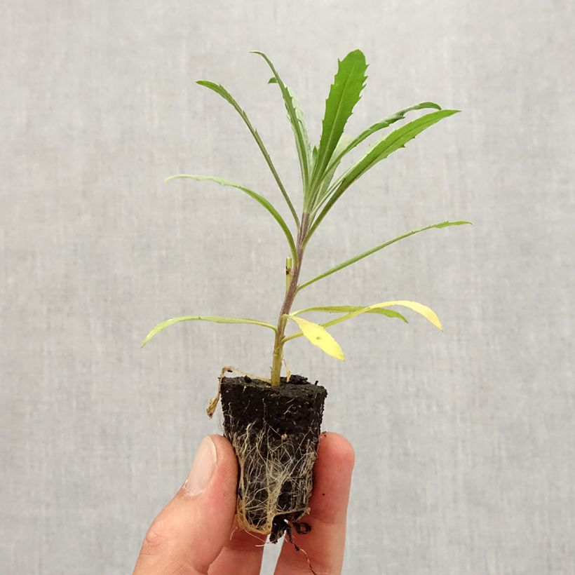 Spécimen de Giroflée vivace - Erysimum Winter Joy Mini-motte Ø 3/4 cm, Plant vert de 3 à 5 cm de haut environ tel que livré en automne