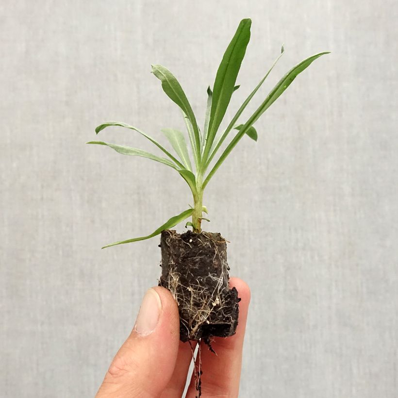 Spécimen de Giroflée vivace - Erysimum Winter Passion Mini-motte Ø 3/4 cm, Plant vert de 3 à 5 cm de haut environ tel que livré en automne