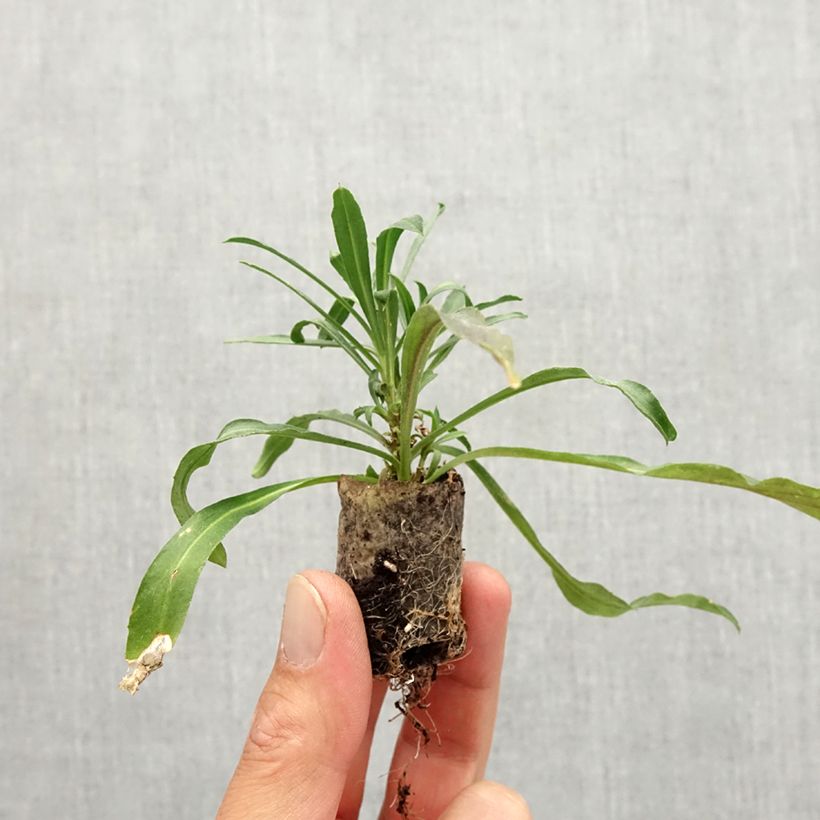 Spécimen de Giroflée vivace - Erysimum Winter Spirit Mini-motte Ø 3/4 cm tel que livré en automne