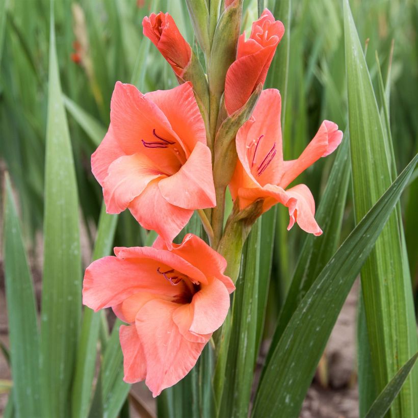 Glaïeul ou Gladiolus Peter Pears (Flowering)