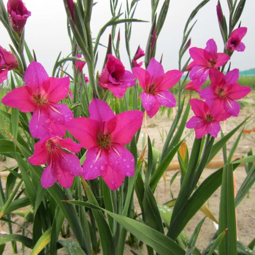 Glaïeul de Byzance - Gladiolus byzantinus Whistling Jack (Flowering)