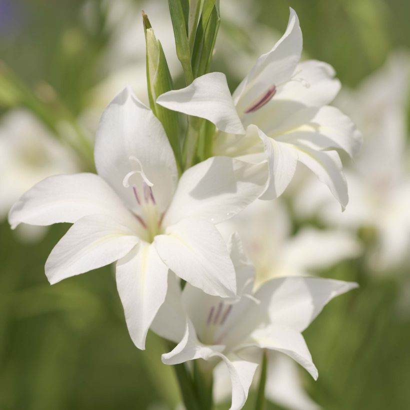 Glaïeul ou Gladiolus colvillei The Bride (Flowering)