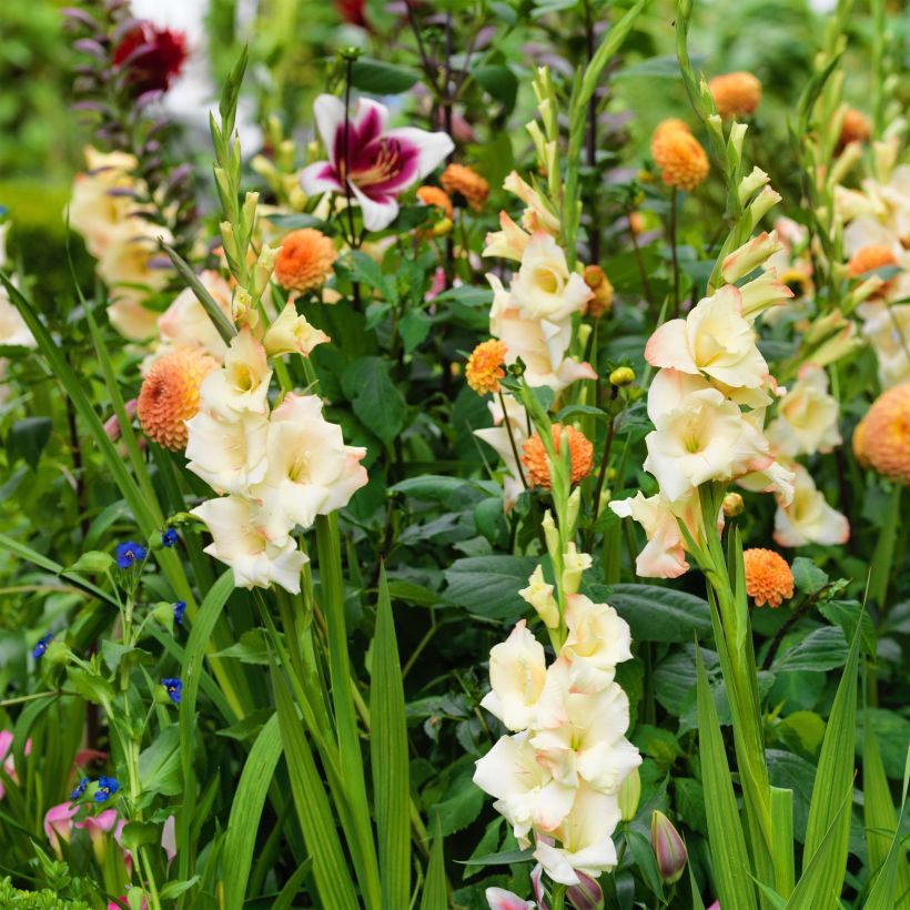 Glaïeul ou Gladiolus Cream Perfection (Flowering)