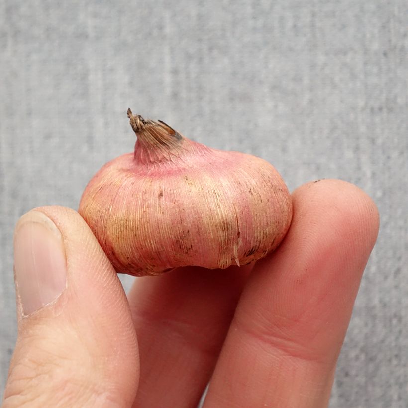 Spécimen de Gladiolus ou Glaïeuls en mélange (petites fleurs) Bulbe calibre 8+ tel que livré au printemps