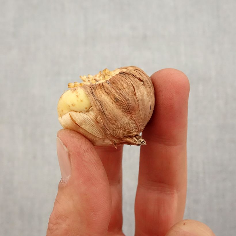 Example of Gladiolus primulinus Las Vegas - Glaïeul hybride à petites fleurs  Bulbe calibre 10+ as you get in printemps