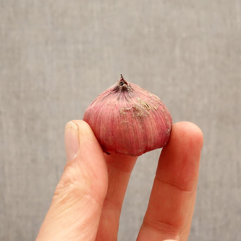 Spécimen de Glaïeul à grandes fleurs Amiga Bulbe calibre 12+ tel que livré au printemps