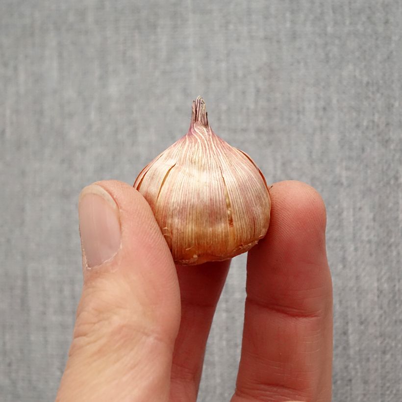 Spécimen de Glaïeul à grandes fleurs Blue Tropic Bulbe calibre 12+ tel que livré au printemps