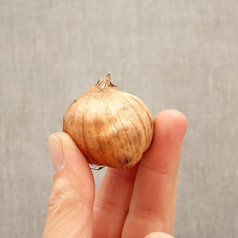 Spécimen de Glaïeul à grandes fleurs Cantate Bulbe calibre 10+ tel que livré au printemps
