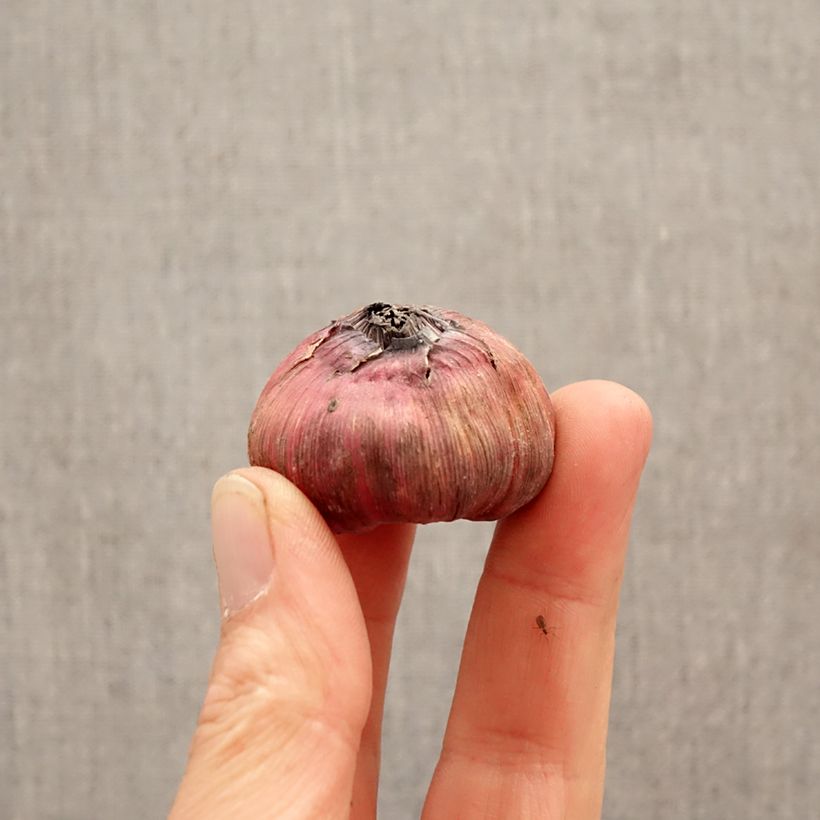 Spécimen de Glaïeul à grandes fleurs Careless Bulbe calibre 12+ tel que livré au printemps