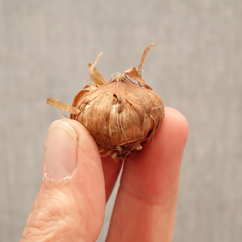 Spécimen de Glaïeul à grandes fleurs Glamini Blondy Bulbe calibre 8+ tel que livré au printemps