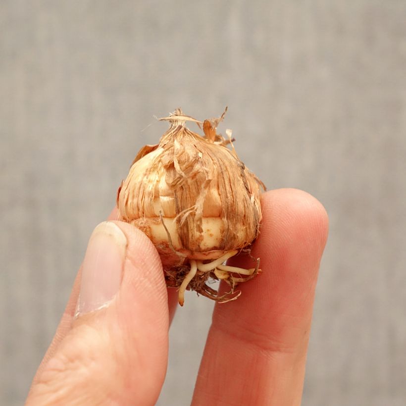 Spécimen de Glaïeul à grandes fleurs Glamini Luna Bulbe calibre 8+ tel que livré au printemps