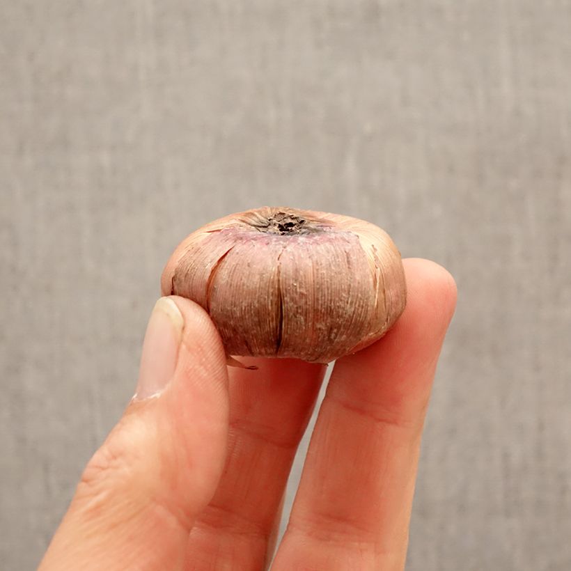 Spécimen de Glaïeul à grandes fleurs Nori Bulbe calibre 12+ tel que livré au printemps