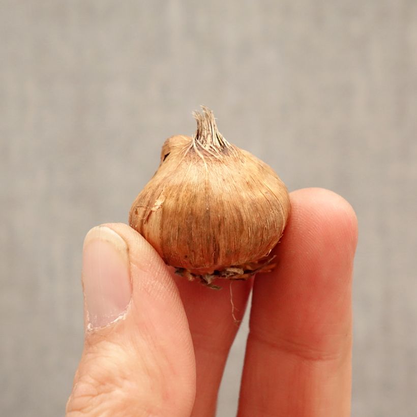 Spécimen de Glaïeul à petites fleurs Glamini Lia Bulbe calibre 8+ tel que livré au printemps