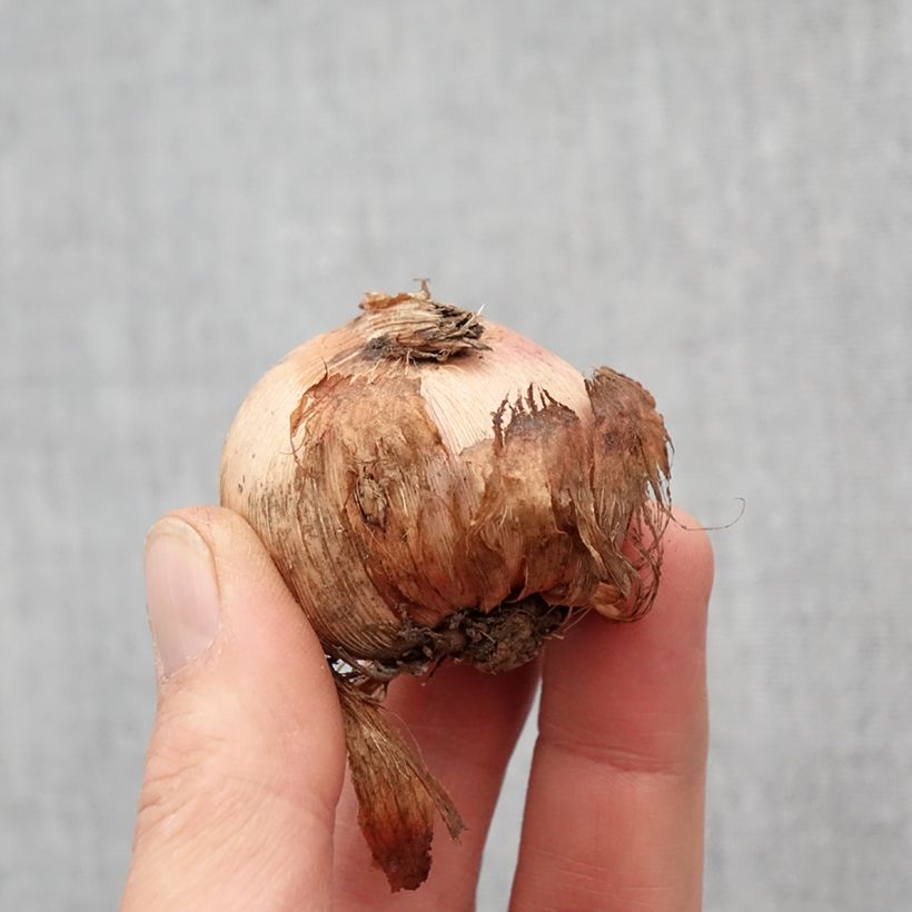 Spécimen de Glaïeul Adrienne Bulbe calibre 12+ tel que livré au printemps