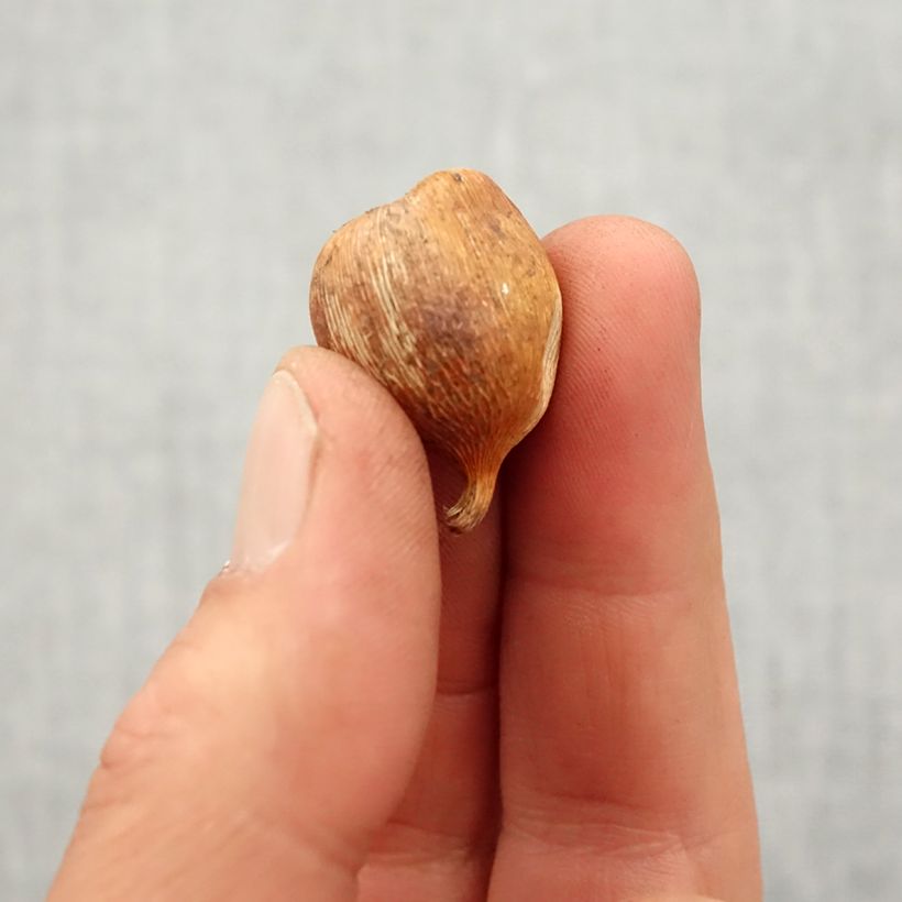 Example of Glaïeul de Byzance - Gladiolus byzantinus Whistling Jack Bulbe calibre 6+ as you get in printemps