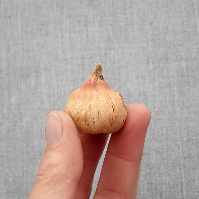 Spécimen de Glaïeul Oracle Bulbe calibre 14+ tel que livré au printemps