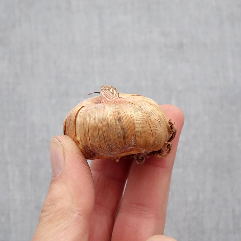 Example of Glaïeul ou Gladiolus Adrenaline Bulbe calibre 12+ as you get in printemps