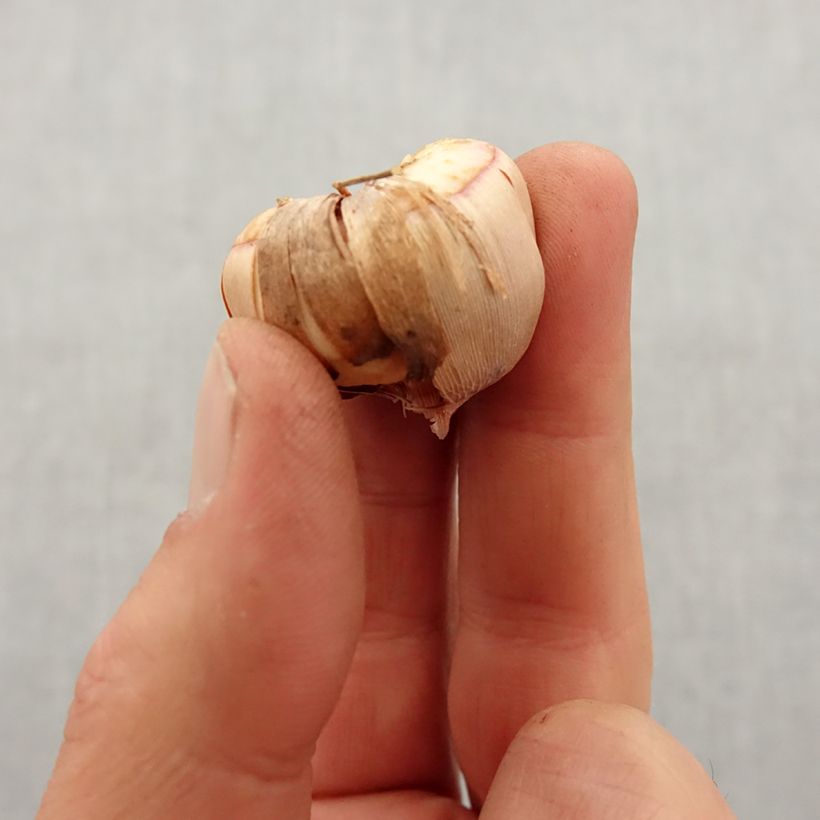 Spécimen de Glaïeul ou Gladiolus colvillei Elvira Bulbe calibre 8+ tel que livré au printemps