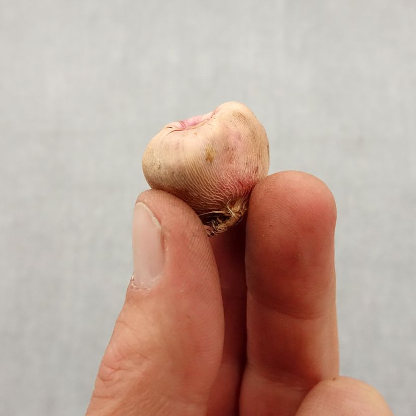 Example of Glaïeul ou Gladiolus colvillei Galaxian Bulbe calibre 8+ as you get in printemps