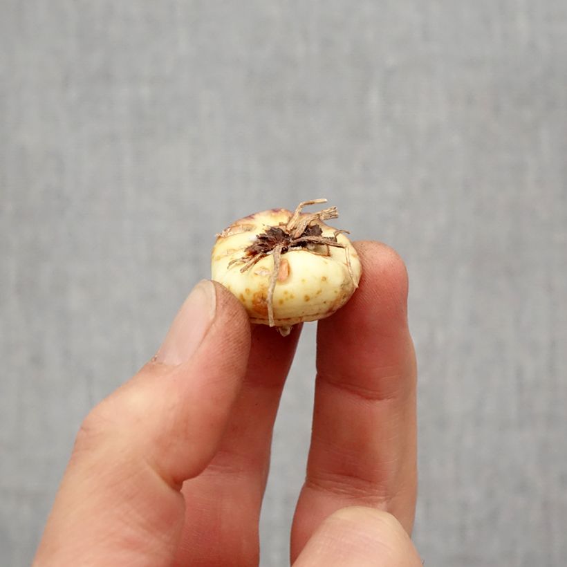 Spécimen de Glaïeul ou Gladiolus colvillei Robinetta Bulbe calibre 10+ tel que livré au printemps