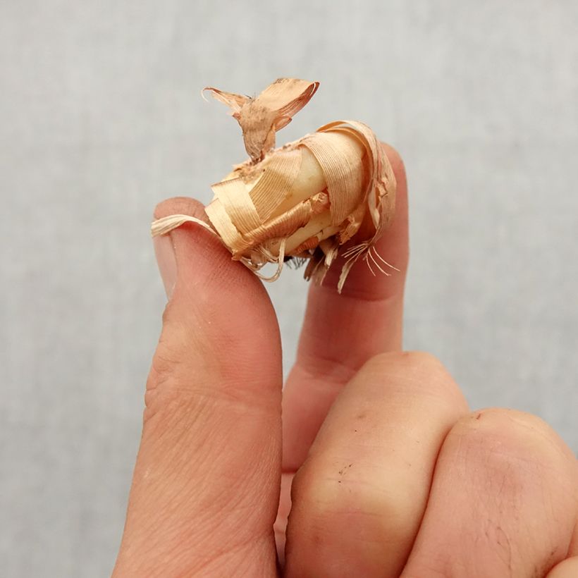 Example of Glaïeul ou Gladiolus colvillei The Bride Bulbe calibre 8+ as you get in printemps