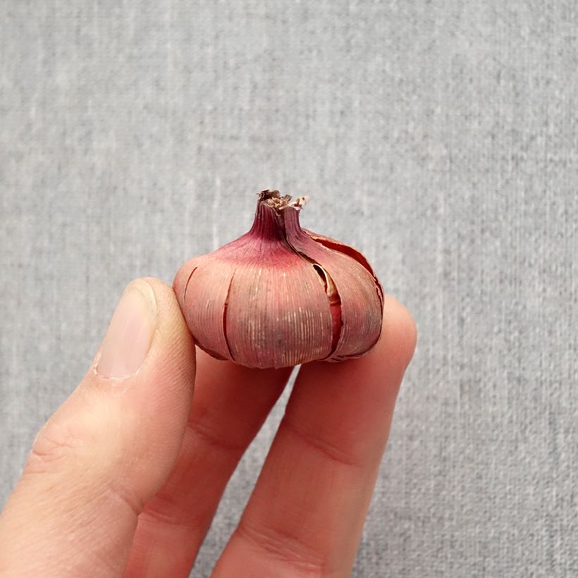 Spécimen de Glaïeul ou Gladiolus Dared Bulbe calibre 10/12 tel que livré au printemps