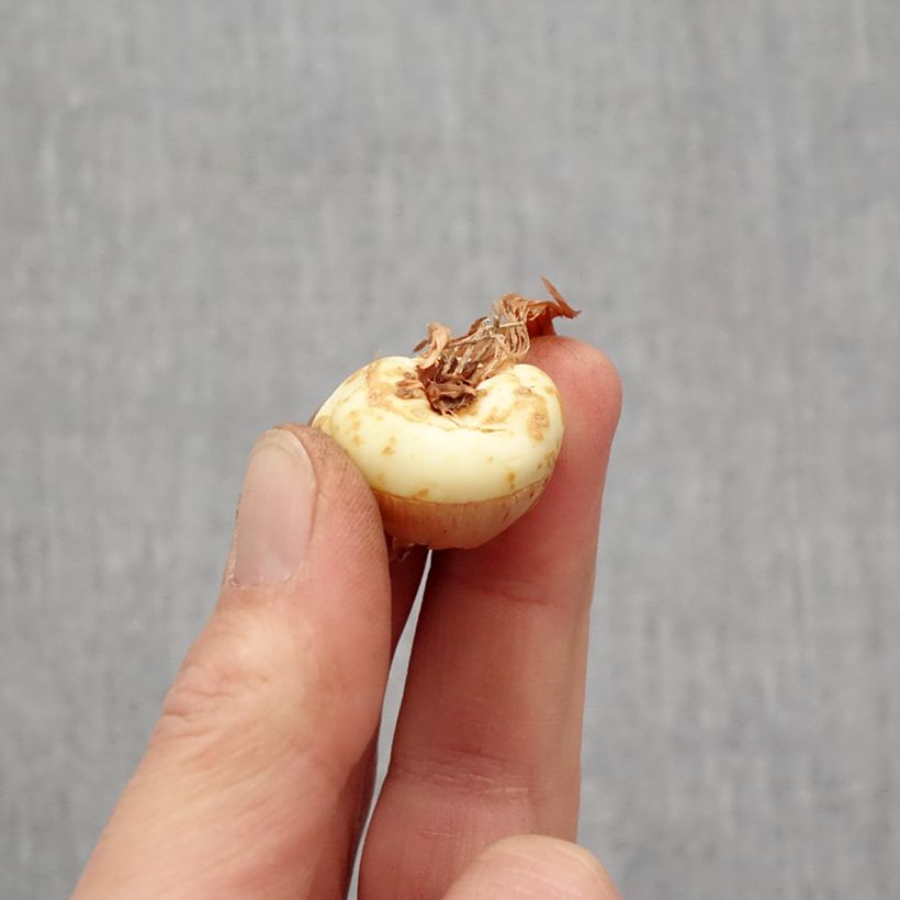 Spécimen de Glaïeul ou Gladiolus Dusk Bulbe calibre 14+ tel que livré au printemps