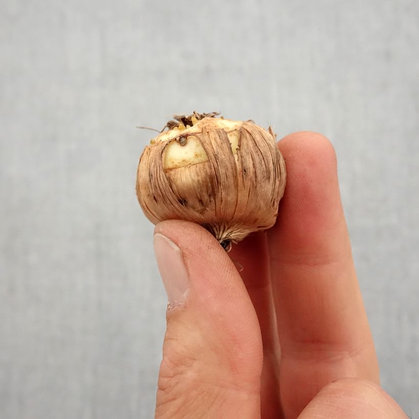 Spécimen de Glaïeul ou Gladiolus Elvive Bulbe calibre 14+ tel que livré au printemps