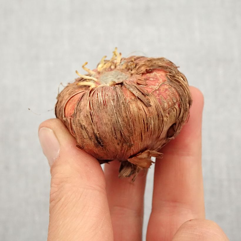 Spécimen de Glaïeul ou Gladiolus Espresso Bulbe calibre 14+ tel que livré au printemps