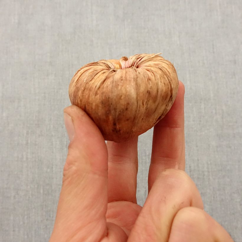 Example of Glaïeul ou Gladiolus Far West Bulbe calibre 12+ as you get in printemps