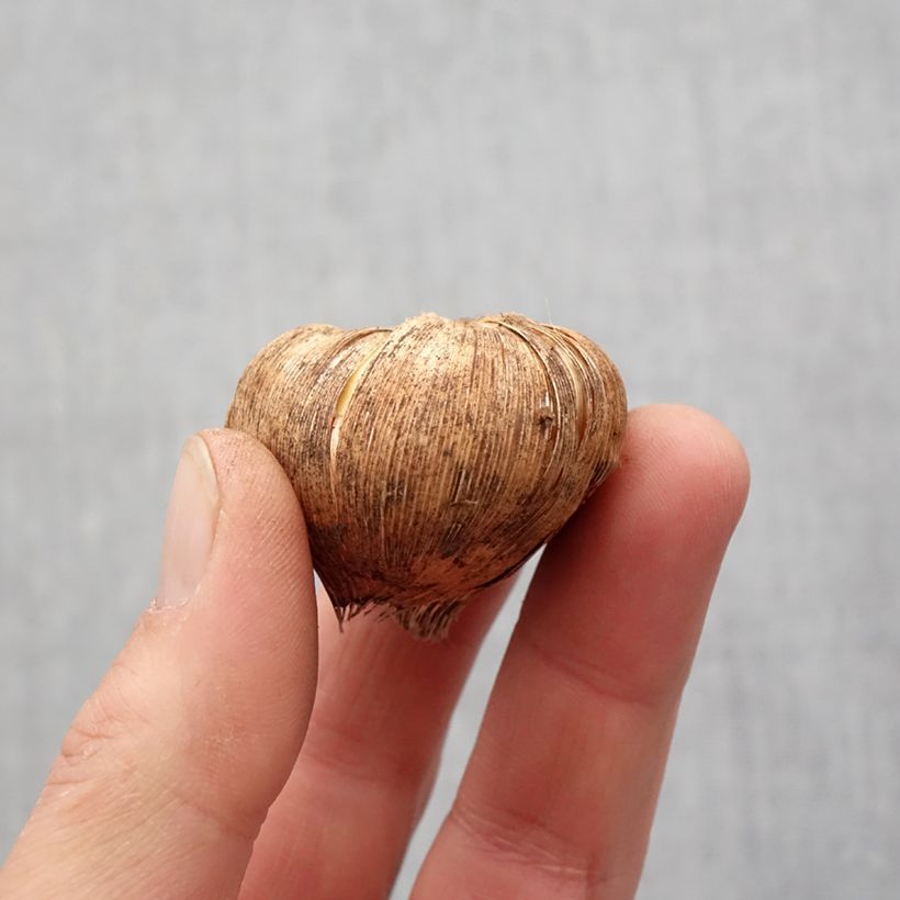 Spécimen de Glaïeul ou Gladiolus Fidelio Bulbe calibre 14+ tel que livré au printemps