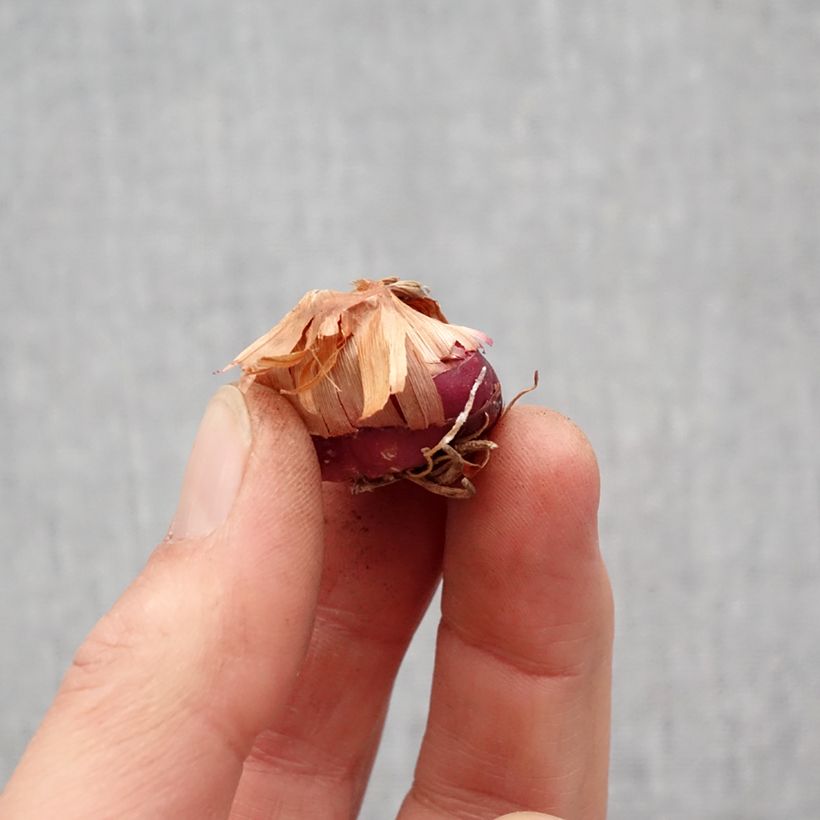 Spécimen de Glaïeul ou Gladiolus Flevo Vito Bulbe calibre 12+ tel que livré au printemps