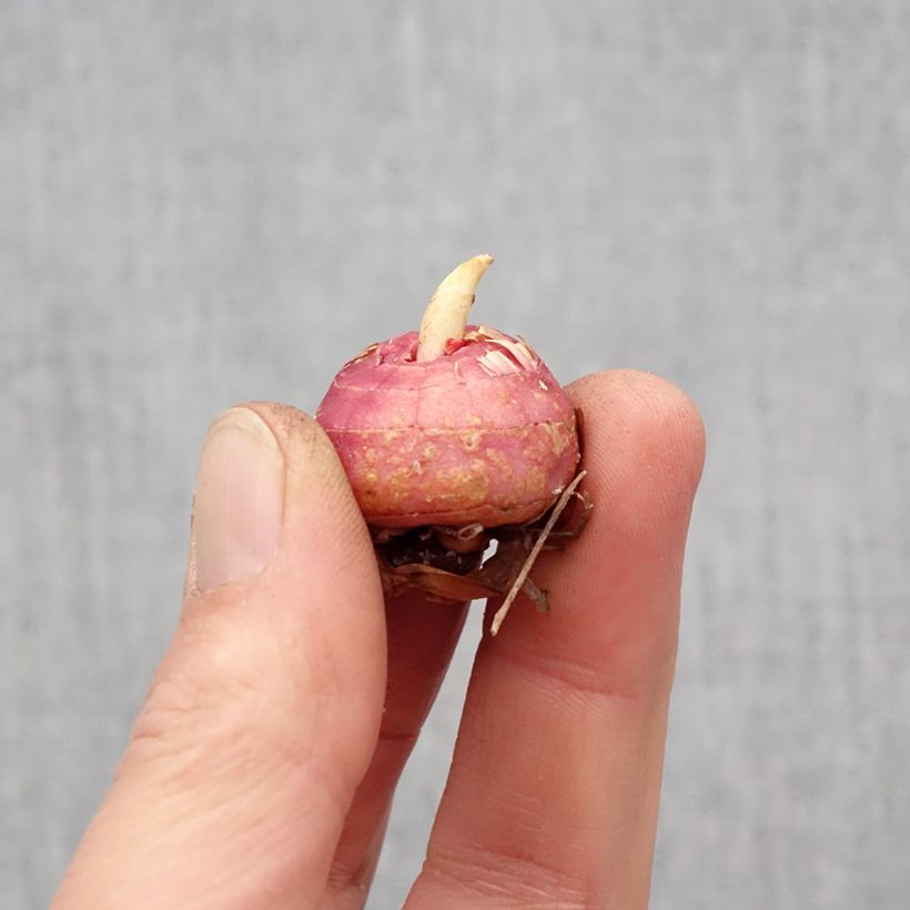 Spécimen de Glaïeul ou Gladiolus Fragrant Lady Bulbe calibre 10+ tel que livré au printemps