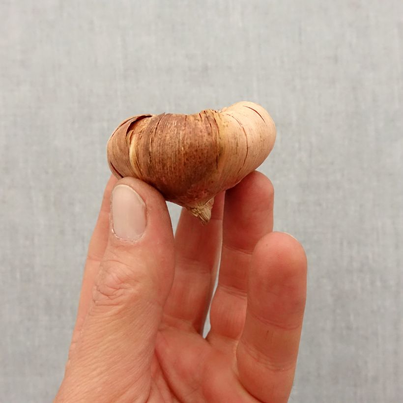 Spécimen de Glaïeul ou Gladiolus Morning Gold Bulbe calibre 10/12 tel que livré au printemps