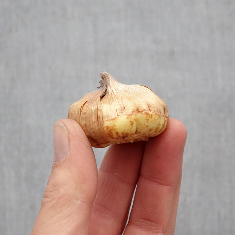 Spécimen de Glaïeul ou Gladiolus nanus x primulinus Angel Kisses Bulbe calibre 8+ tel que livré au printemps