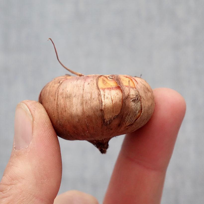 Spécimen de Glaïeul ou Gladiolus Ovatie Bulbe calibre 10+ tel que livré au printemps